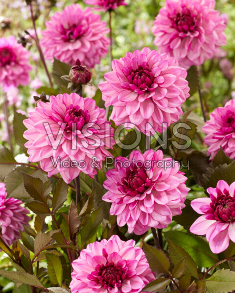 Dahlia Candlelight Smokey Mauve Dahlia Candlelight Smokey Mauve