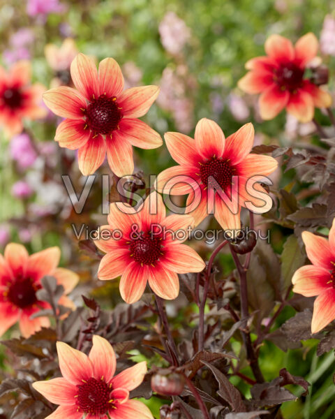 Dahlia Dragon Ball Dahlia Dragon Ball