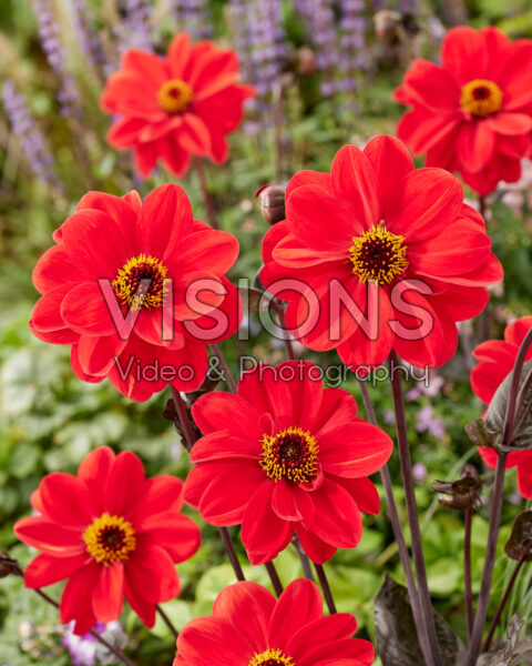 Dahlia Red Fantasy Dahlia Red Fantasy