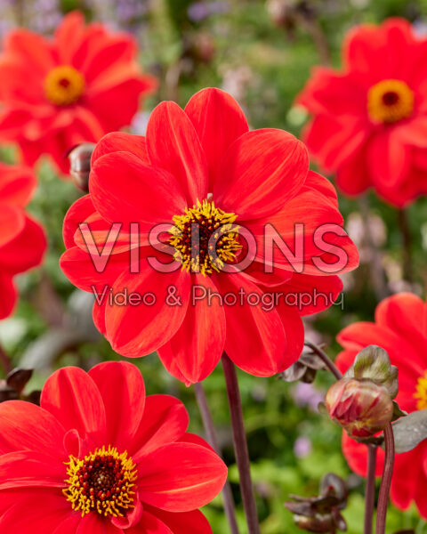 Dahlia Red Fantasy