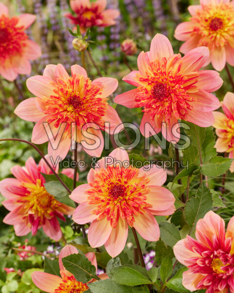 Dahlia Lava Glow | Visions Pictures