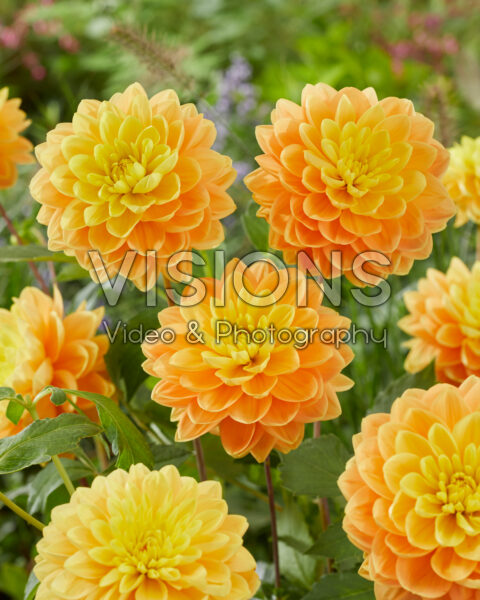 Dahlia Aladdin's Lamp Dahlia Aladdin's Lamp