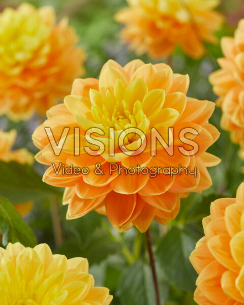 Dahlia Aladdin's Lamp Dahlia Aladdin's Lamp