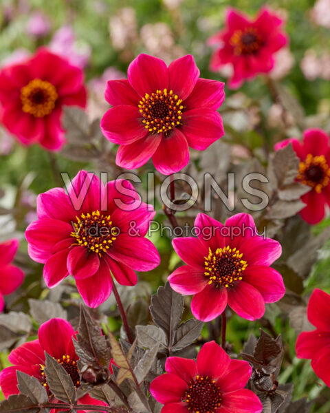 Dahlia Dracula Dahlia Dracula