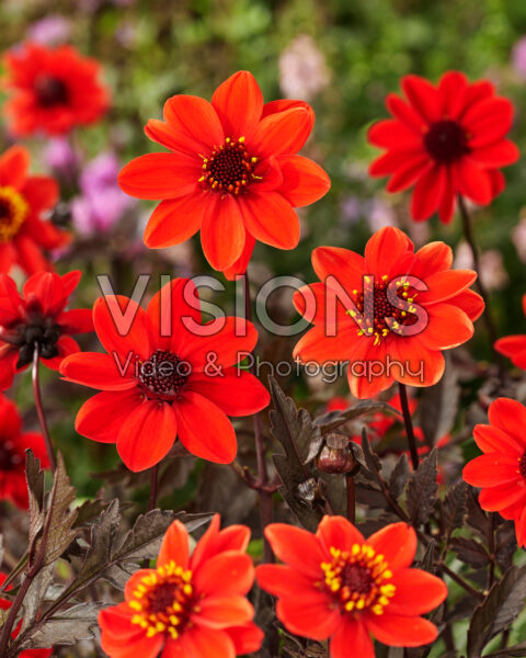 Dahlia Pulp Fiction Dahlia Pulp Fiction