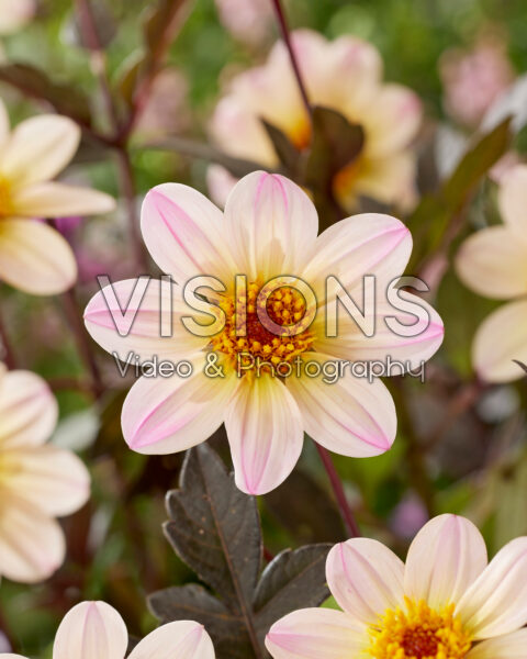 Dahlia Happy Days Cream White® Dahlia Happy Days Cream White®