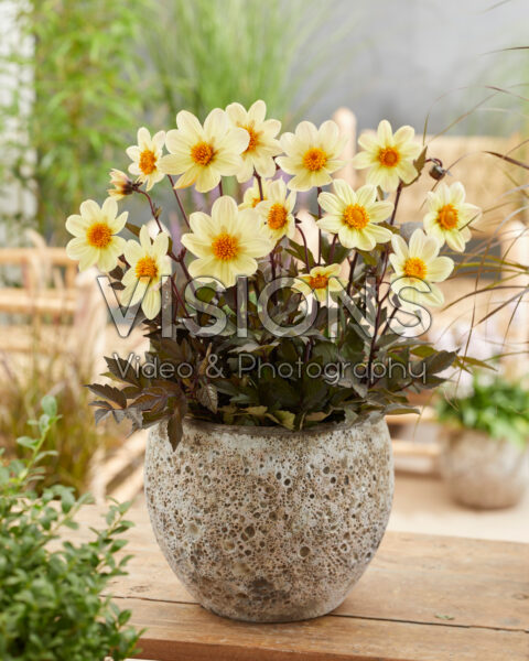 Dahlia Happy Days Lemon®