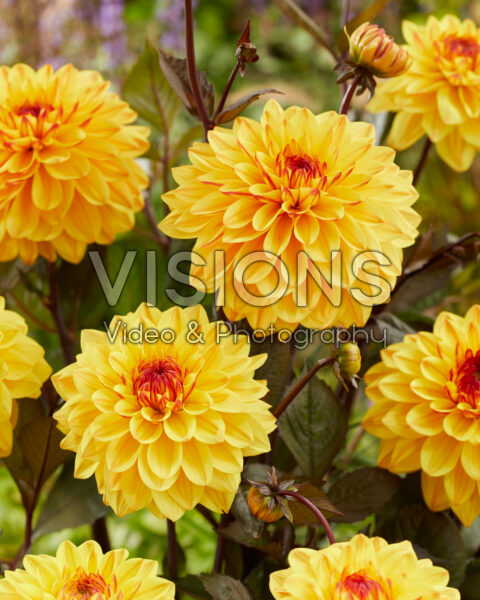 Dahlia tweekleurig Dahlia tweekleurig