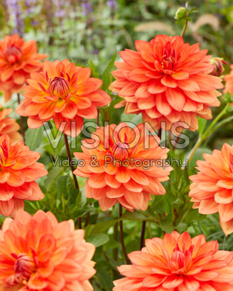 DAHLIAさん専用 DAHLIAさん専用 DAHLIAさん専用 Amazon.co.jp: XJAPAN DAHLIA エックス