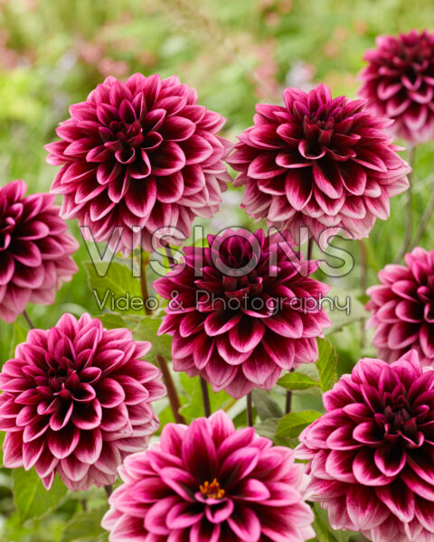 Dahlia Davina Michelle Dahlia Davina Michelle