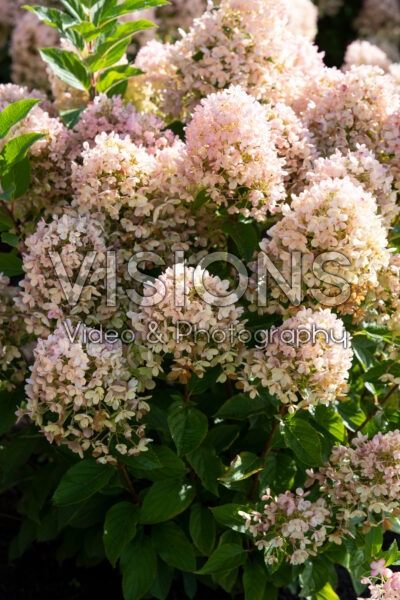 Hydrangea paniculata Living Milk & Honey® Hydrangea paniculata Living Milk & Honey®