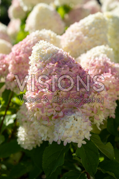 Hydrangea paniculata Living Candy Love®