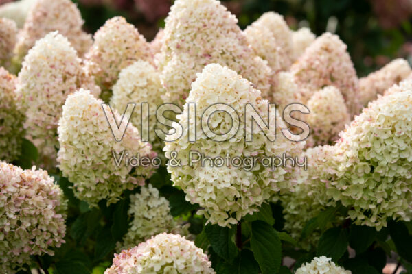 Hydrangea paniculata Living Sugar Rush®