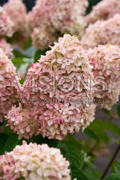 Hydrangea paniculata Magical Kilimanjaro Hydrangea paniculata Magical Kilimanjaro