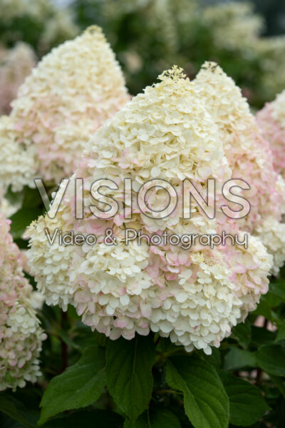 Hydrangea paniculata Graffiti Hydrangea paniculata Graffiti