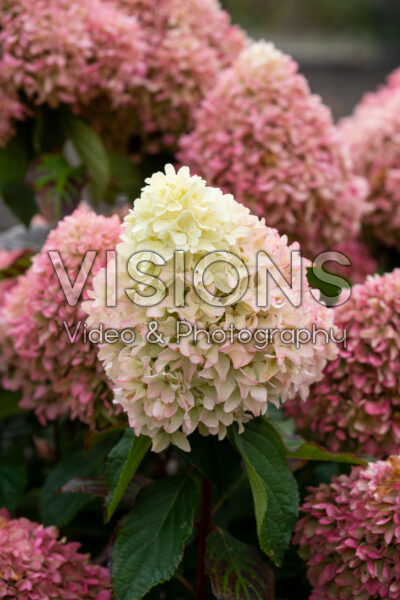 Hydrangea paniculata Little Fresco Hydrangea paniculata Little Fresco