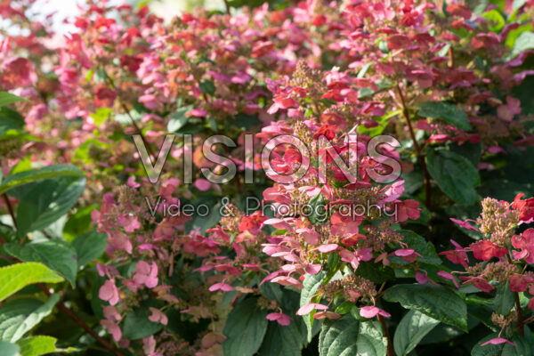 Hydrangea paniculata Magical Flame Hydrangea paniculata Magical Flame