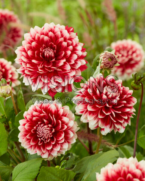 Dahlia Red and White Fubuki Dahlia Red and White Fubuki