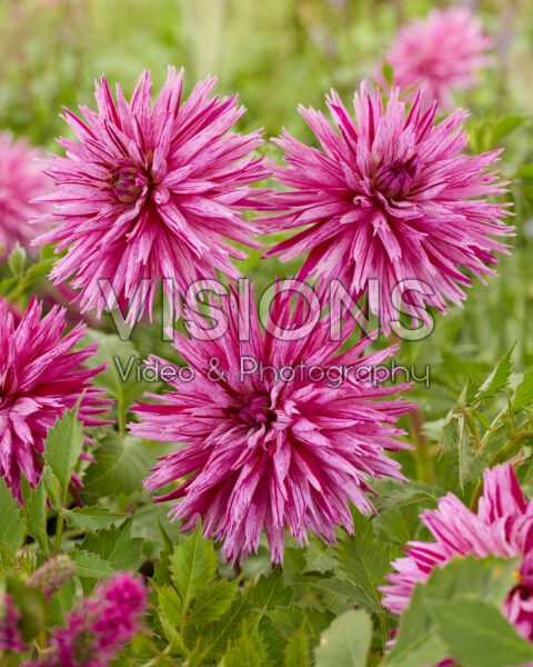 Dahlia Striped Ambition Dahlia Striped Ambition