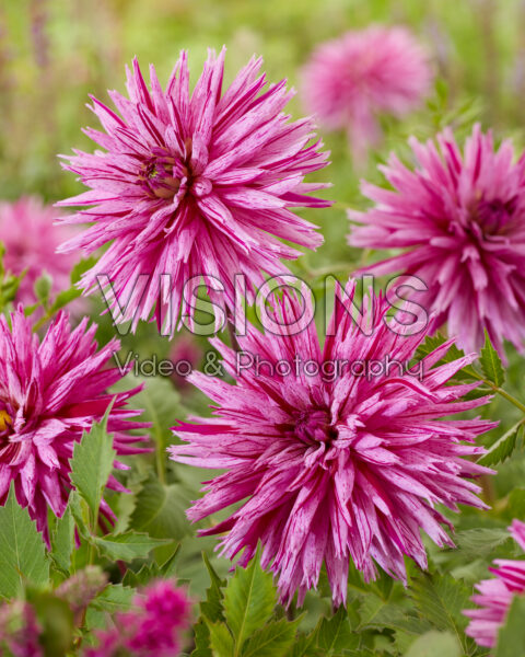 Dahlia Striped Ambition Dahlia Striped Ambition