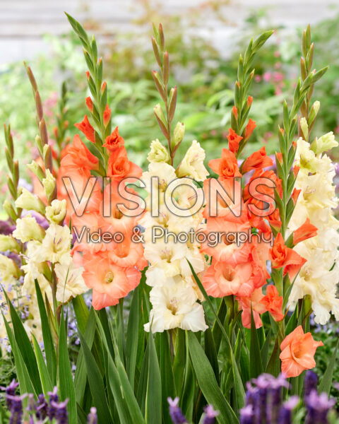 Gladiolus Dreams Creamy, Lia