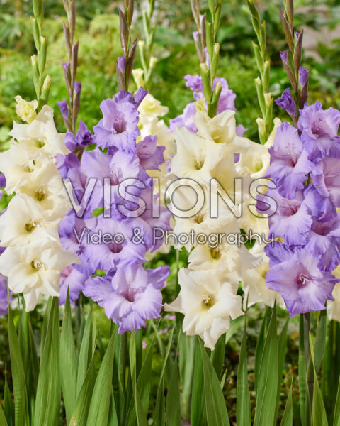 Gladiolus Milka, Speed Date Gladiolus Milka, Speed Date