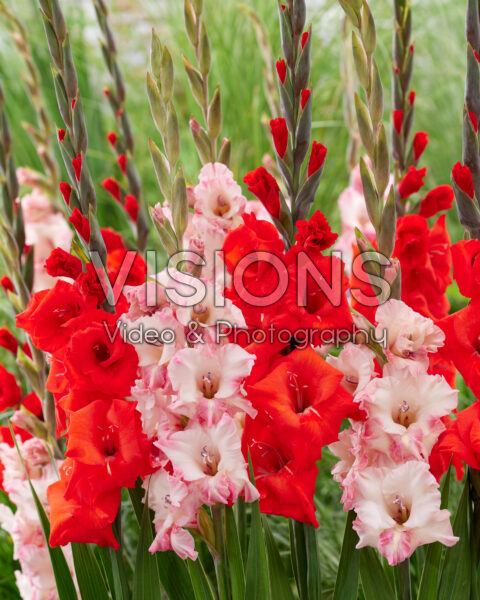 Gladiolus Bunga, Cherry Candy