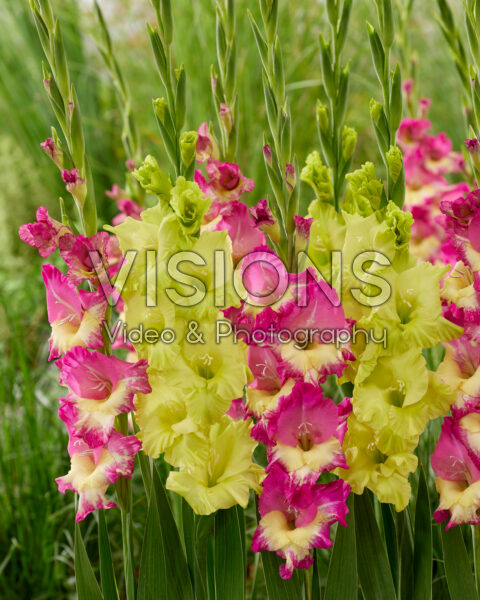 Gladiolus Extravert, Kio