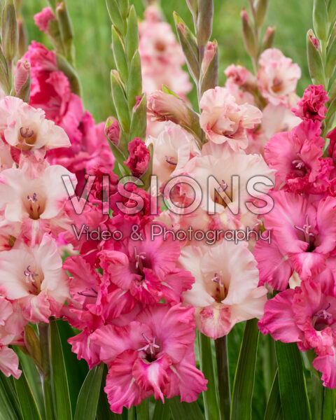 Gladiolus Cherry Candy, Flaming Sunset