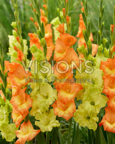 Gladiolus Flaming Sunrise, Kio Gladiolus Flaming Sunrise, Kio
