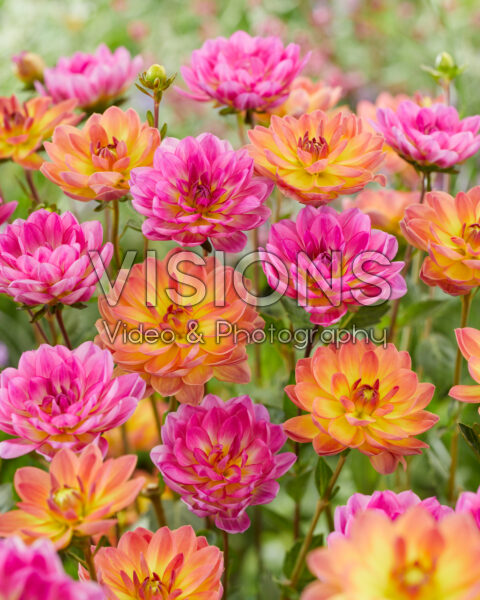 Dahlia Pacific combination