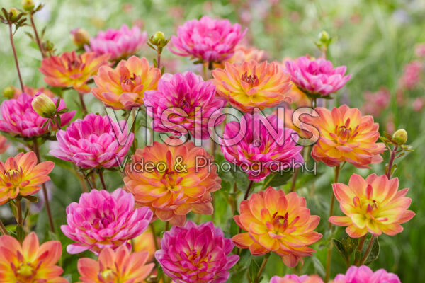 Dahlia Pacific combinatie