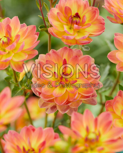 Dahlia Pacific Red Yellow Dahlia Pacific Red Yellow