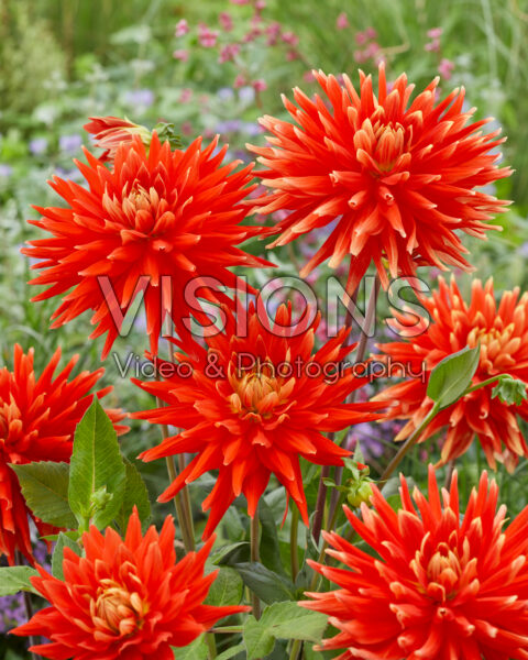 Dahlia Vulcan Dahlia Vulcan