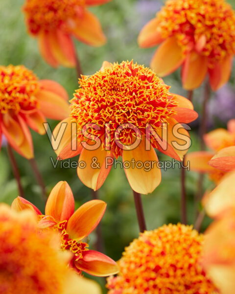 Dahlia Anemone Yellow Orange Dahlia Anemone Yellow Orange