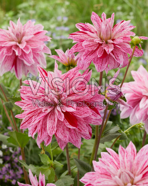 Dahlia Babylon Lilac Flamed Dahlia Babylon Lilac Flamed