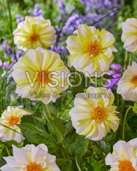 Dahlia Fire and Ice Lemon