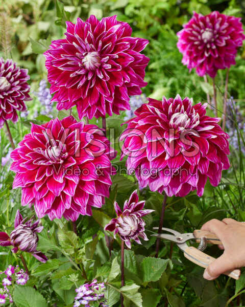 Dahlia Color Exposion 9668 Poster by Jack Schultz - Jack