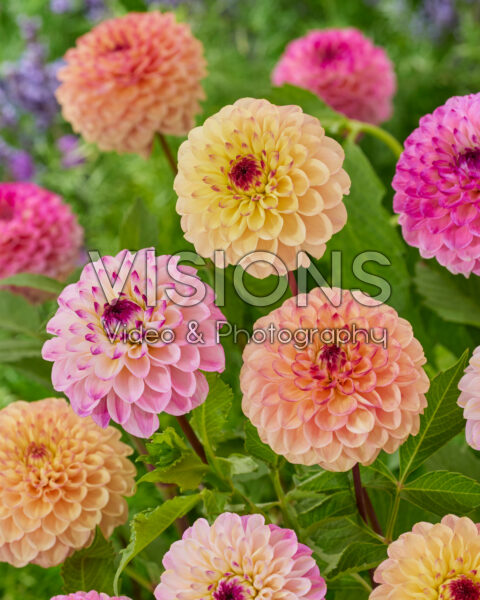 Dahlia Yellow Jill, Wine Eyed Jill Dahlia Yellow Jill, Wine Eyed Jill