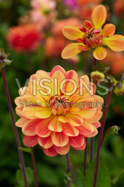 Dahlia Graceland Dahlia Graceland