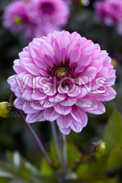 Dahlia Ton sur Ton Dahlia Ton sur Ton