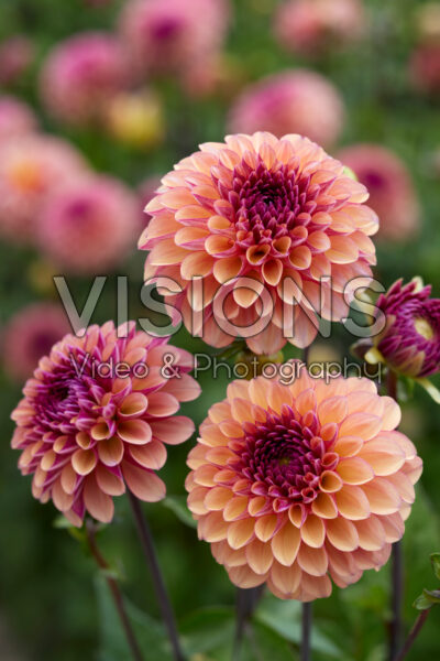 Dahlia Palmares Dahlia Palmares