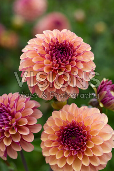 Dahlia Palmares