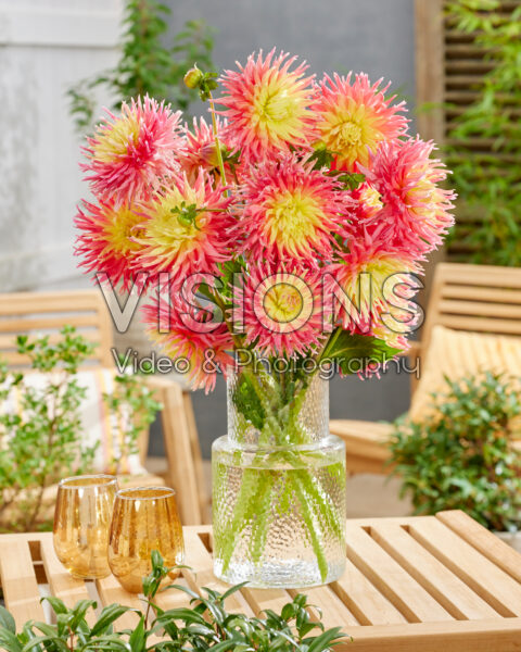 Dahlia Fringed Star