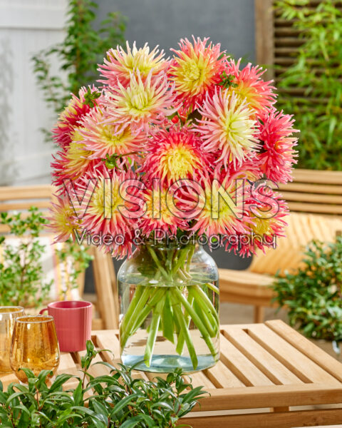 Dahlia Star Elite, Fringed Star Dahlia Star Elite, Fringed Star