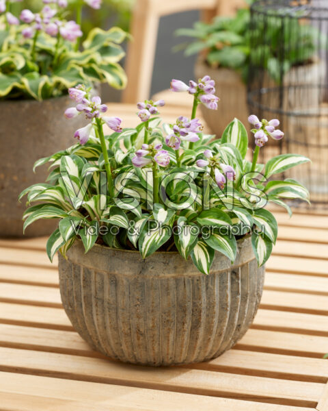 Hosta Pandora's Box Hosta Pandora's Box