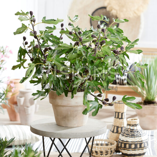 Ficus carica Little Miss Figgy