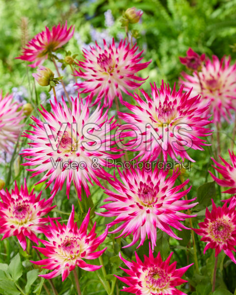 Dahlia Dutch Explosion Dahlia Dutch Explosion