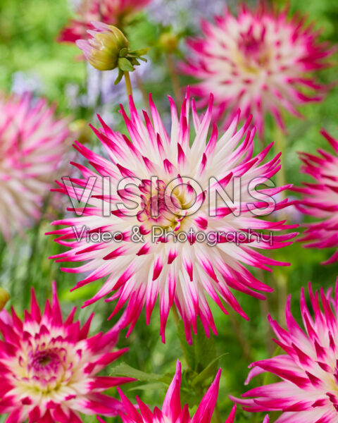 Dahlia Dutch Explosion Dahlia Dutch Explosion