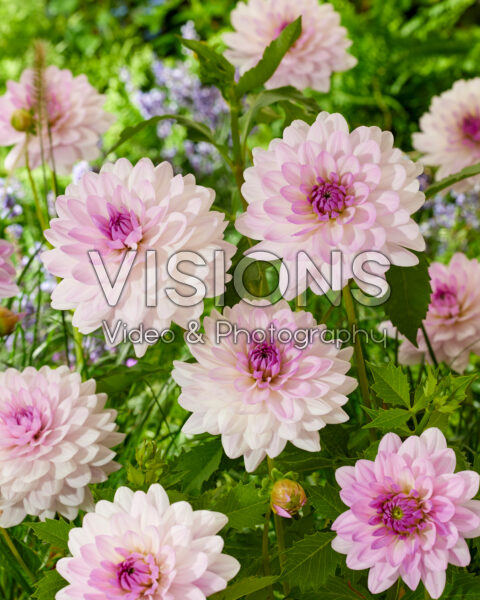 Dahlia Valentino Dahlia Valentino